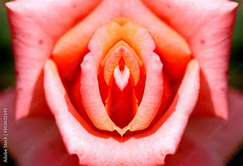 Upon being confronted with the images, the women begin to see their <b>vagina</b> for what it really is: a symbol of power; of beauty. . Closeup pics of vagina